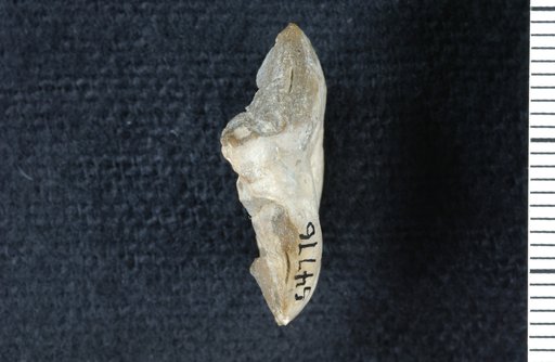 Sciadiocrinus humilis Strimple
