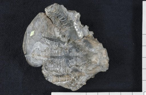 Poteriocrinus magniventrus Springer