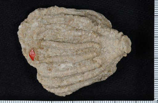 Eretmocrinus calyculoides var. nodosus Wachsmuth & Springer