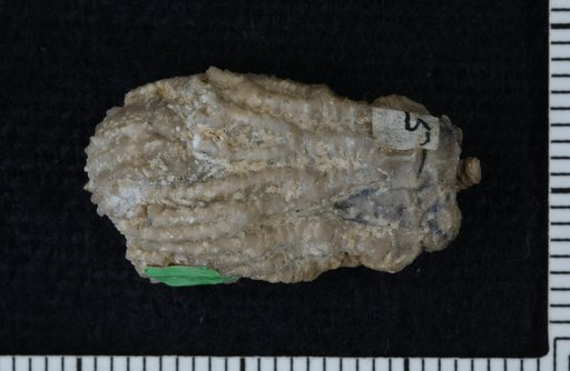 Linocrinus wachsmuthi Kirk