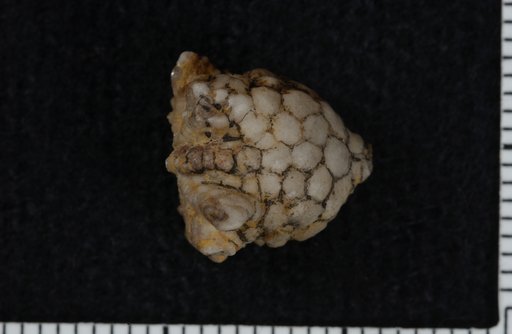Carpocrinus sculptus Springer
