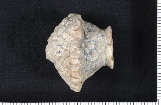 Eretmocrinus depressus Wachsmuth & Springer