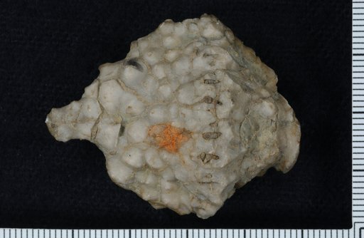 Eretmocrinus magnificus Lyon & Casseday