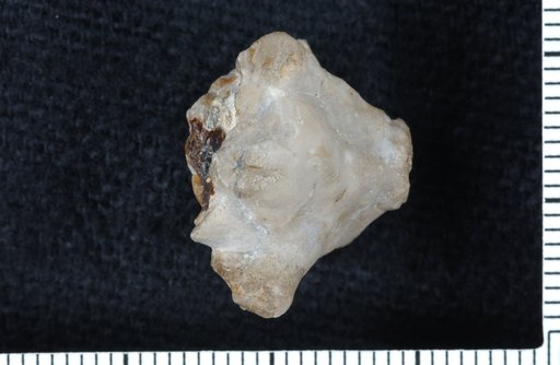 Vasocrinus turbinatus Kirk