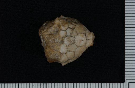 Acacocrinus americanus Wachsmuth & Springer