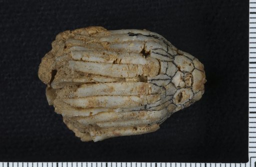 Eucalyptocrinus milliganae Miller & Gurley