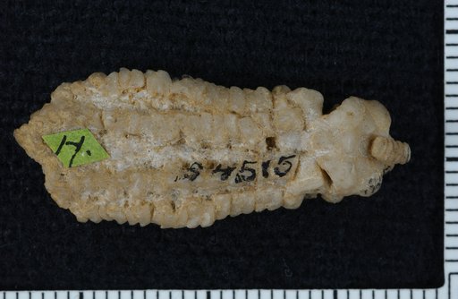 Tropiocrinus planatus Kirk
