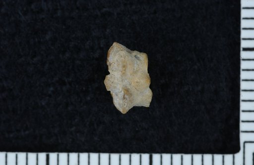 Utharocrinus fabulosus Strimple