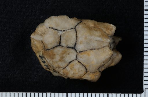 Laurelocrinus spinoradialis Springer