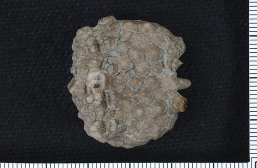 Gilbertsocrinus dispansus Wachsmuth & Springer