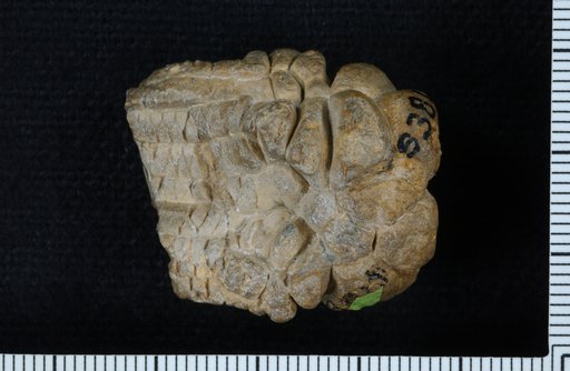 Eupachycrinus ? quatuordecembrachialis Lyon