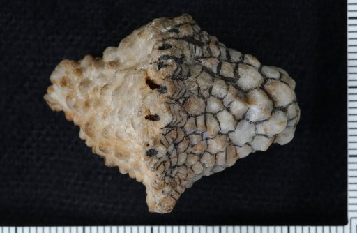 Paulocrinus biturbinatus Springer