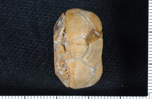 Synarmocrinus adornatus Strimple & Watkins