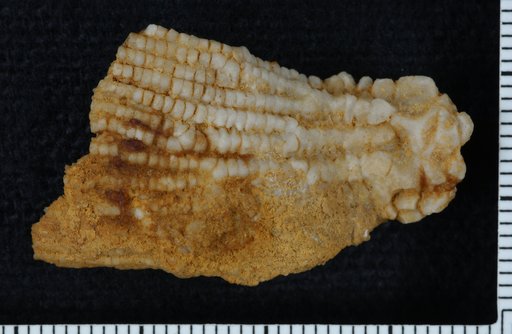 Zeacrinus perangulatus Troost