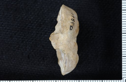 Plaxocrinus tumulosus Strimple