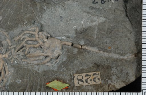 Cyathocrinus insperatus Lyon