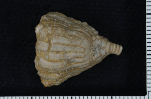 Eretmocrinus intermedius Wachsmuth & Springer