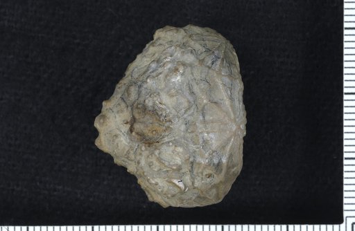 Dolatocrinus triadactylus Barris