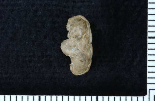 Apographiocrinus obtusus Strimple
