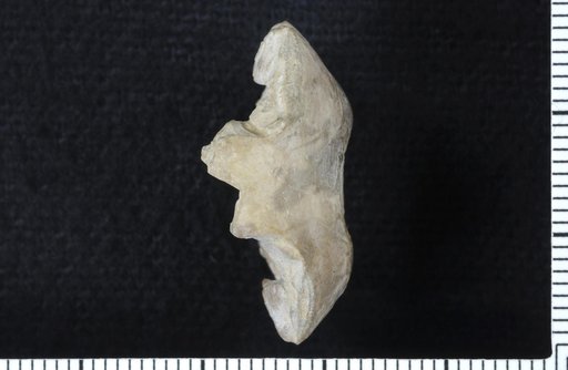 Plaxocrinus laxus Strimple
