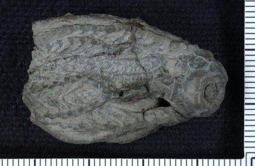 Scaphiocrinus coreyi Meek & Worthen