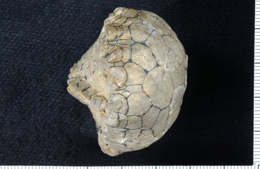 Stereocrinus helderbergensis Springer