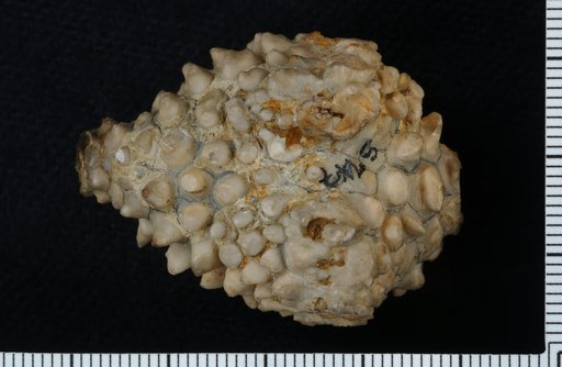 Eretmocrinus praegravis Miller