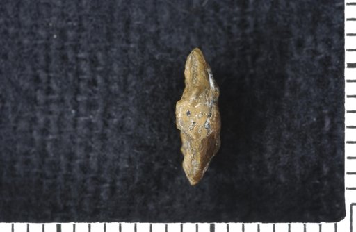 Exocrinus pallium Strimple