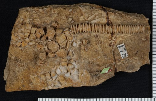 Cyathocrinus rarus Lyon