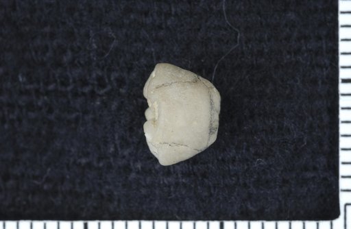 Pisocrinus varus Strimple
