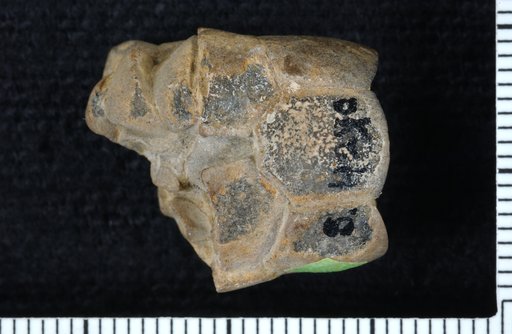 Petschoracrinus tarri Strimple