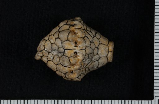 Batocrinus speciosus Miller & Gurley
