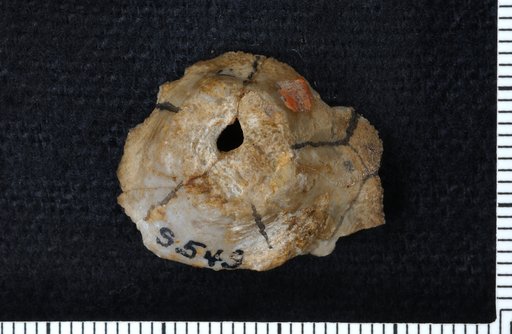 Hadrocrinus pentagonus Lyon