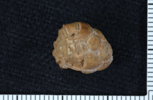 Texacrinus progressus Strimple