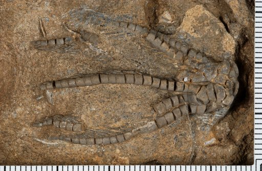 Cymbiocrinus pitkini Strimple