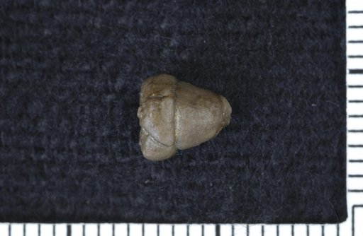 Mycocrinus conicus Springer