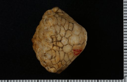 Batocrinus laura Hall