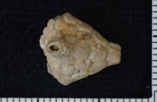 Melocrinus parvus Wachsmuth & Springer
