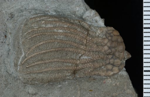 Rhodocrinus coxanus Worthen