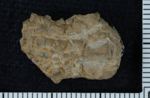 Utharocrinus granulosus Strimple