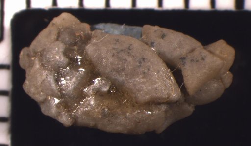 Scytalocrinus deminutivus Strimple
