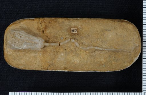 Zeacrinus scoparius Hall