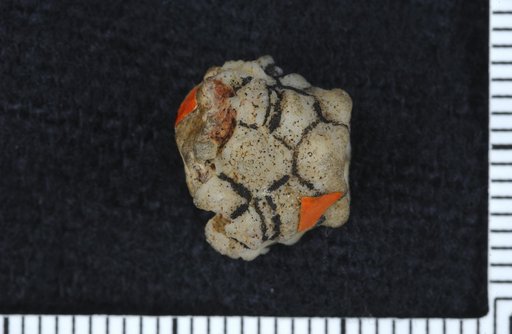 Thysanocrinus milliganae Miller & Gurley