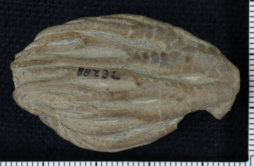 Taxocrinus telleri Springer, 1920