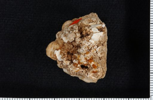Agaricocrinus bellatrema Hall