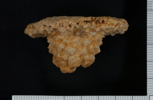 Actinocrinus glyptus Hall