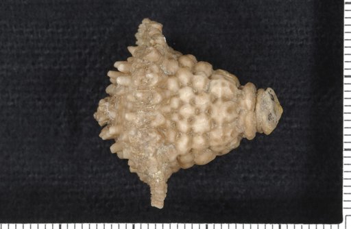 Cusacrinus nodobrachiatus Wachsmuth & Springer