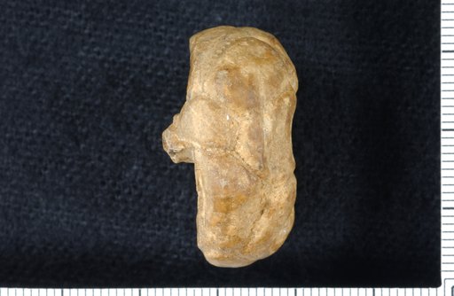 Ethelocrinus expansus Strimple