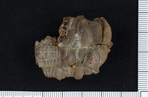 Abrotocrinus granulatus Kammer & Ausich