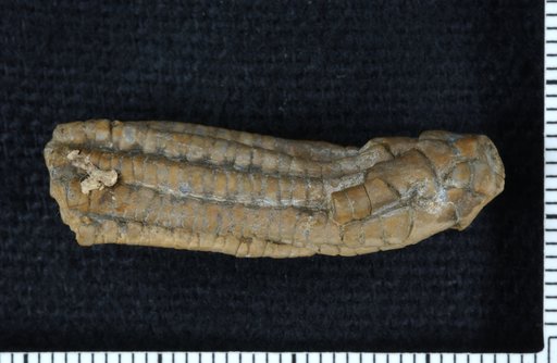 Scytalocrinus aftonensis Strimple